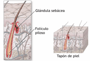 foliculo foliculo