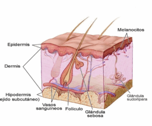 pielanatomia